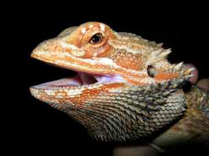 bearded-dragon-head-orange-reptile-39615.jpeg